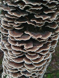 Annelies 05 Detail van Elfenboom